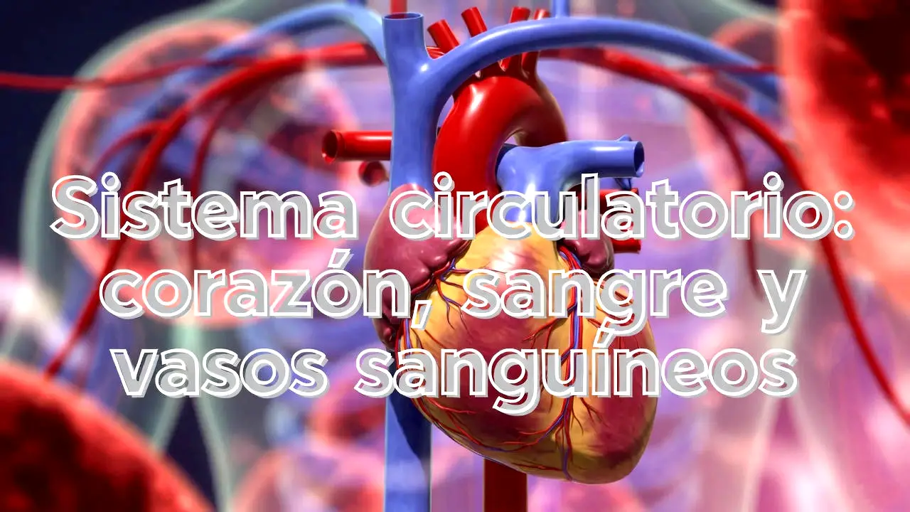 Sistema circulatorio: corazón, sangre y vasos sanguíneos
