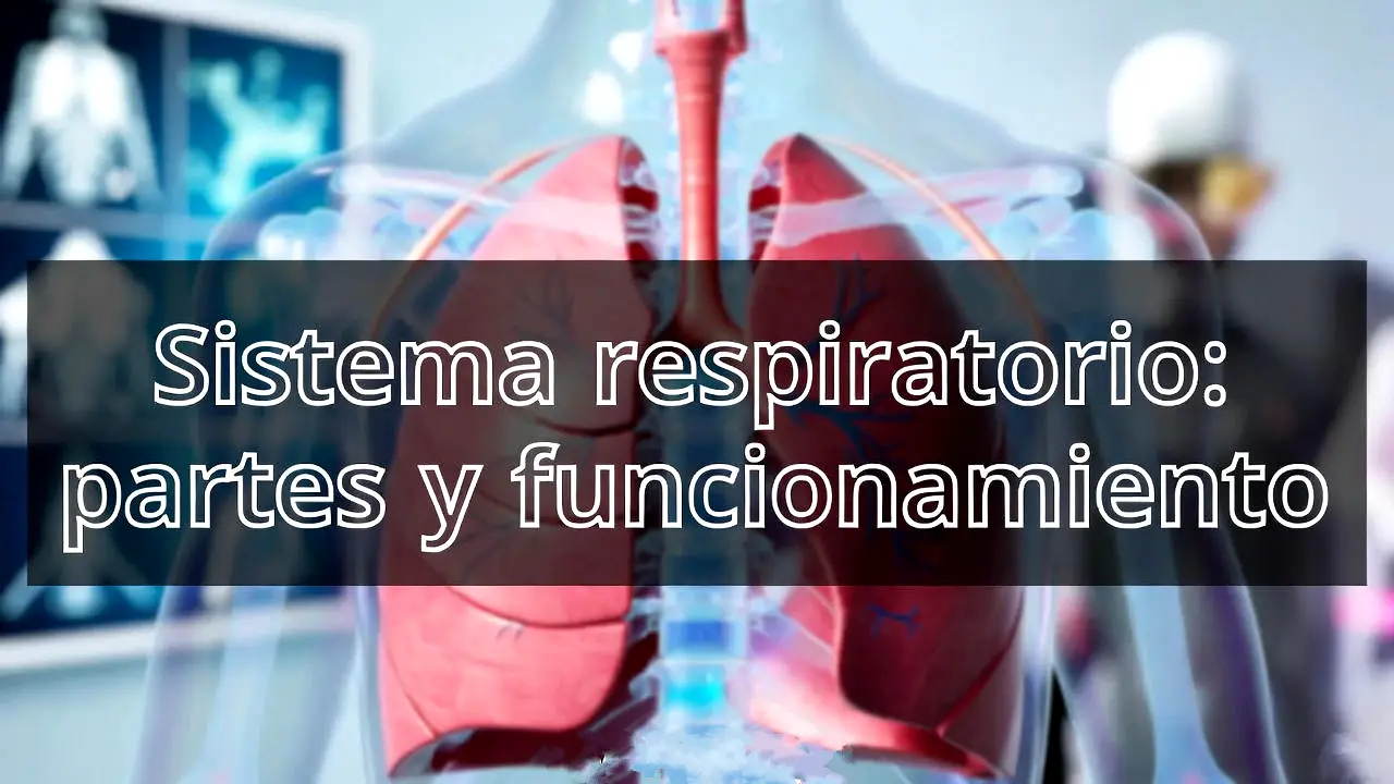 Sistema respiratorio: partes y funcionamiento