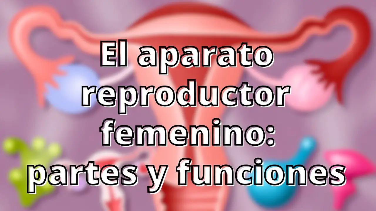 El aparato reproductor femenino: partes y funciones