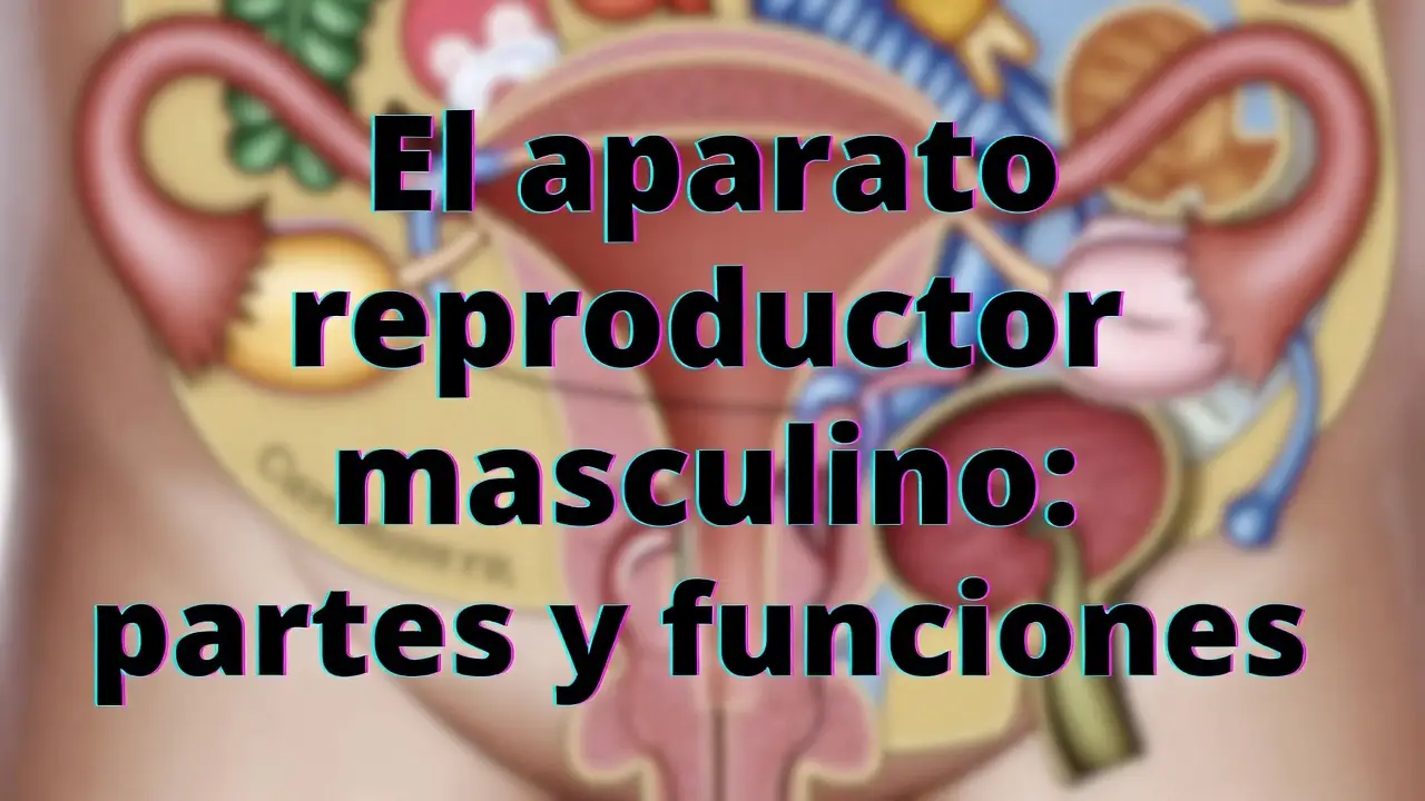 El aparato reproductor masculino: partes y funciones