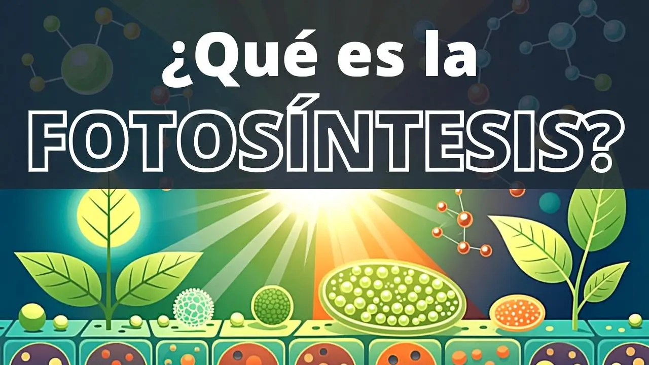Qué es la fotosíntesis