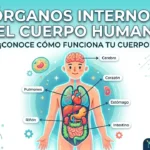 Internal Organs: órganos internos del cuerpo humano en inglés